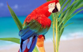 tropical colors parrot, wallpapers
