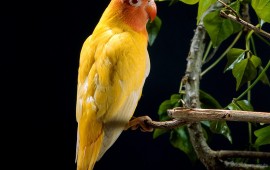 yellow parrot, wallpapers