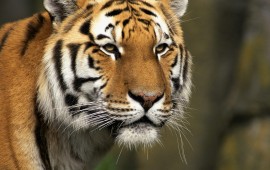 curious cat siberian tiger
