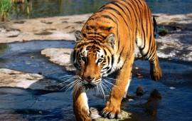 prowler bengal tiger