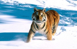 majestic grace siberian tiger