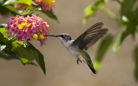 hummingbird, wallpapers