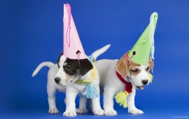 dogs puppies, wallpapers