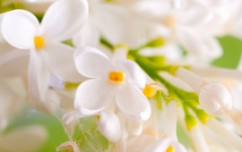 lilac white flower, wallpapers