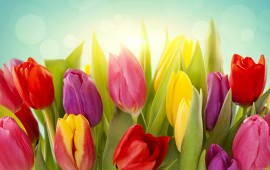 tulips flowers, wallpapers