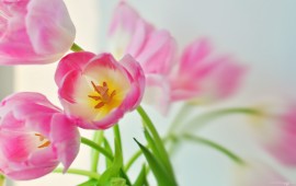 Pink Tulips, wallpapers