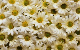 White Daisies, wallpapers