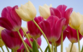 Tulips & Sky