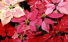 Blooming Poinsettias, wallpapers