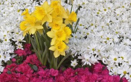 Brighton Narcissus and Daisy Flowers, wallpapers