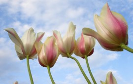 Tulips From Down Under, wallpapers